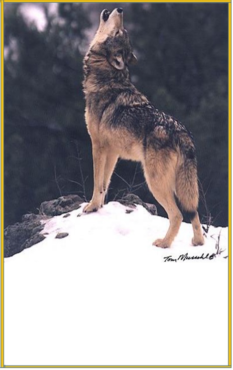 Read more about the article White Fang by Jack London